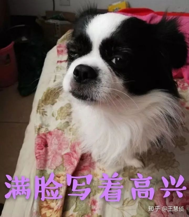 你什么时候发现，狗狗也在爱着你？